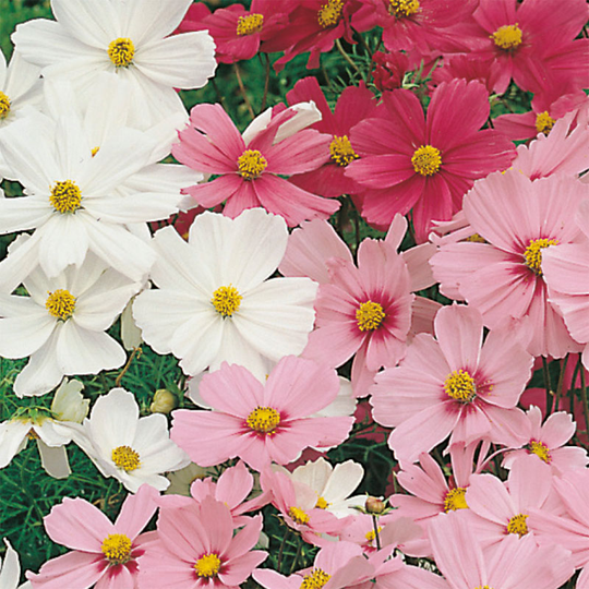 Rosenskära 'Dwarf Sensation', mix