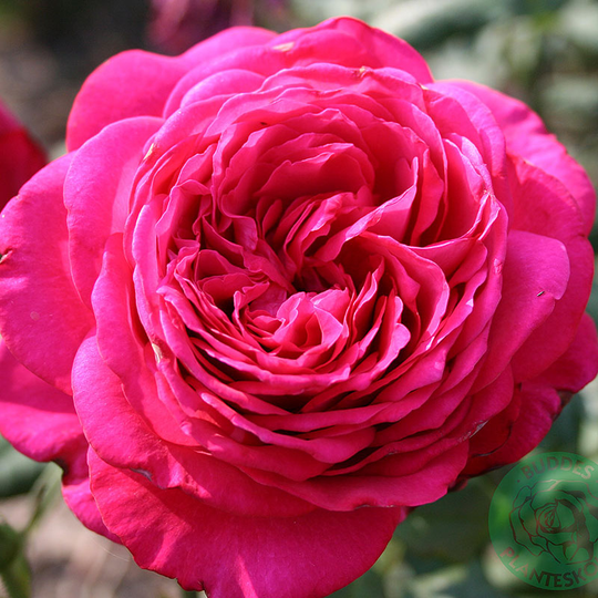 Ros 'Johann Wolfgang von Goethe'