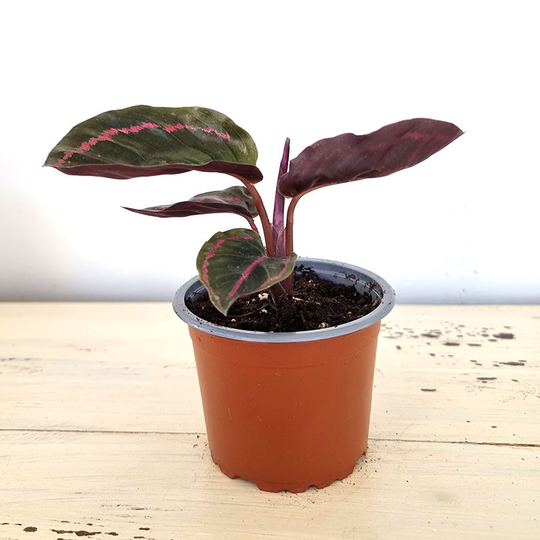 Bredkalatea ’Dottie’