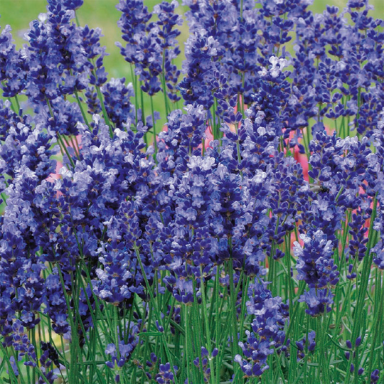 Lavendel 'Hidcote Blue'
