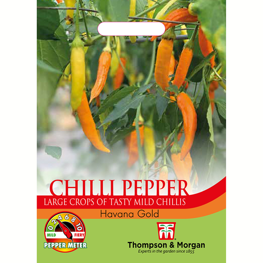 Chilipeppar 'Havana Gold'