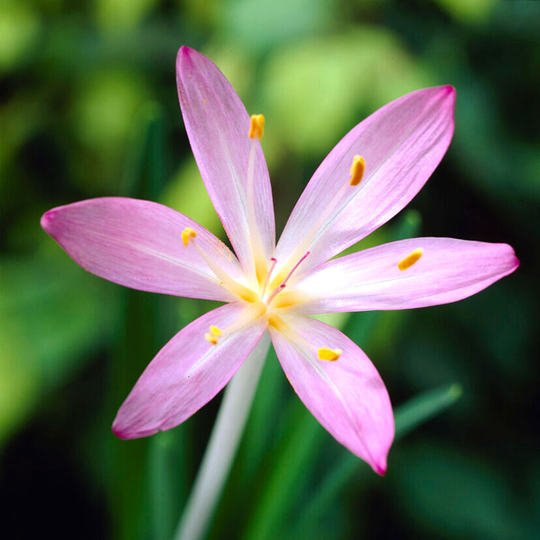 Taurustidlösa 'Purpureum'