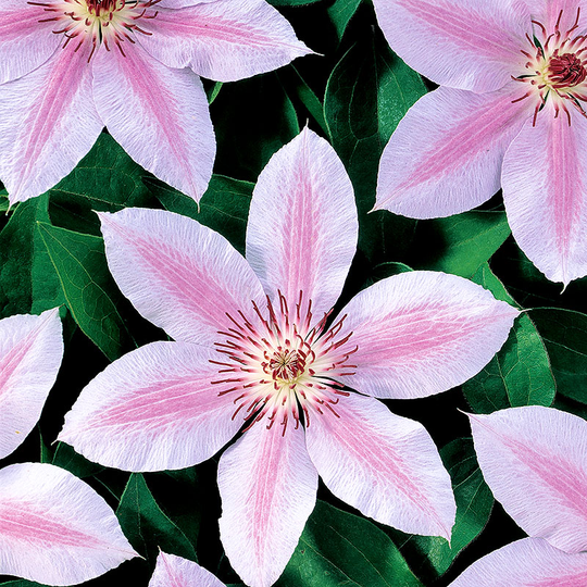 Klematis 'Jan Pawel II'