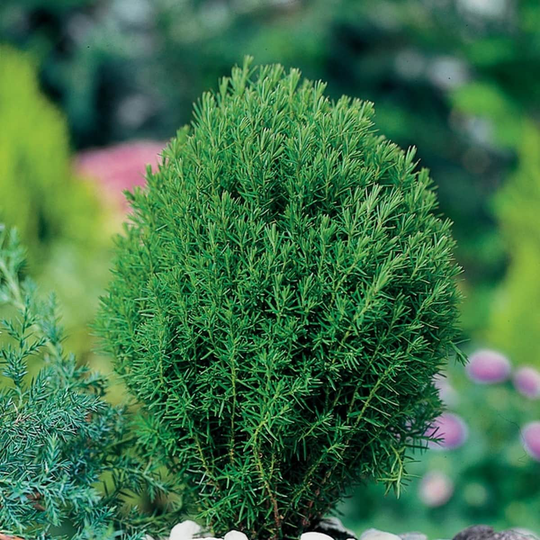 Goliat Tuja @Plant Teddy