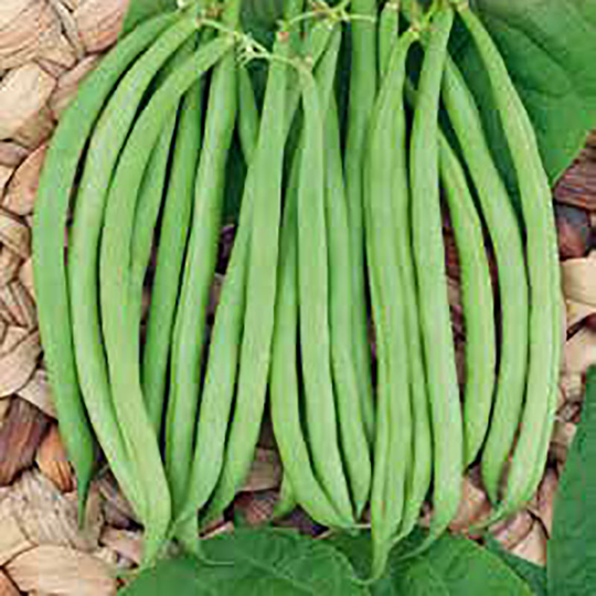 Brytböna 'Scuba'