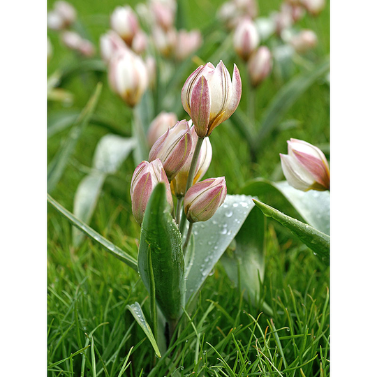 Porslinstulpan 'Polychroma'