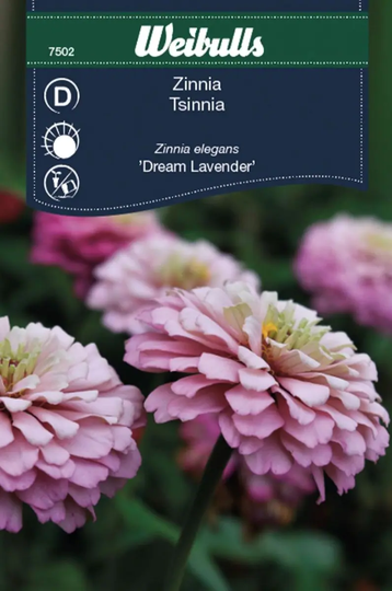 Weibulls Zinnia Rosa