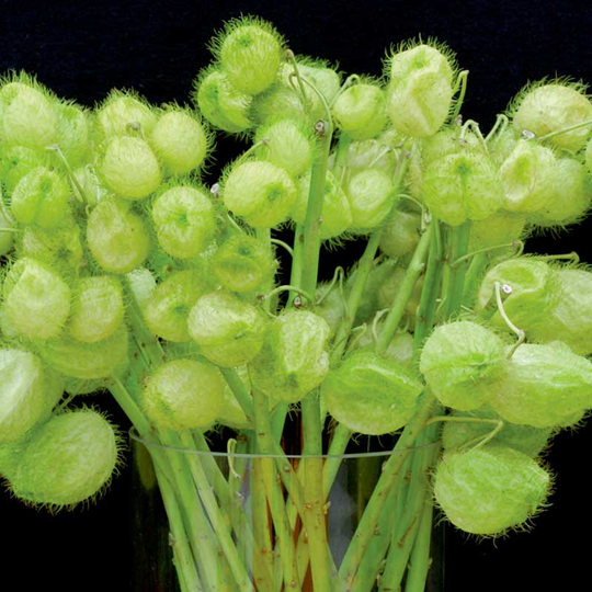 Monarkballongbuske 'Pandora'