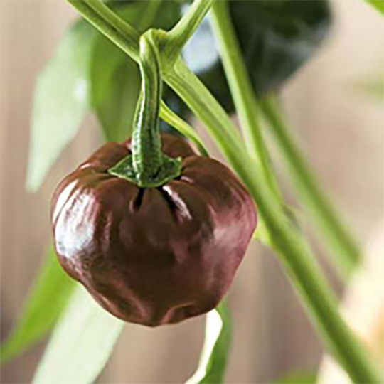 Chili Chiluacle Negro