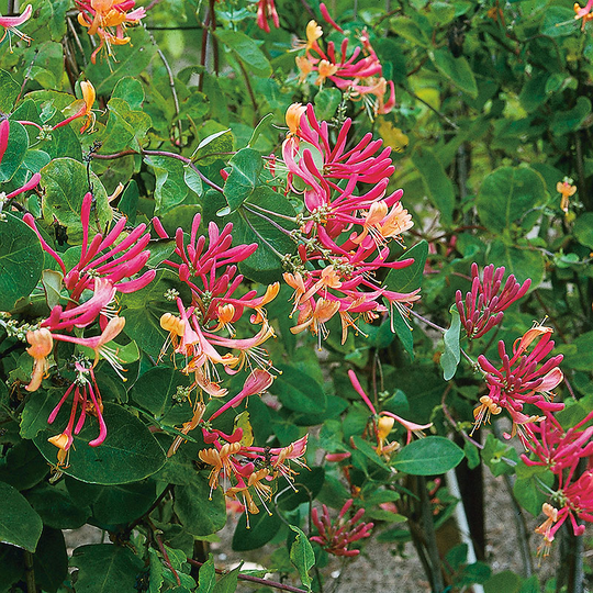 Rosenkaprifol 'American Beauty'