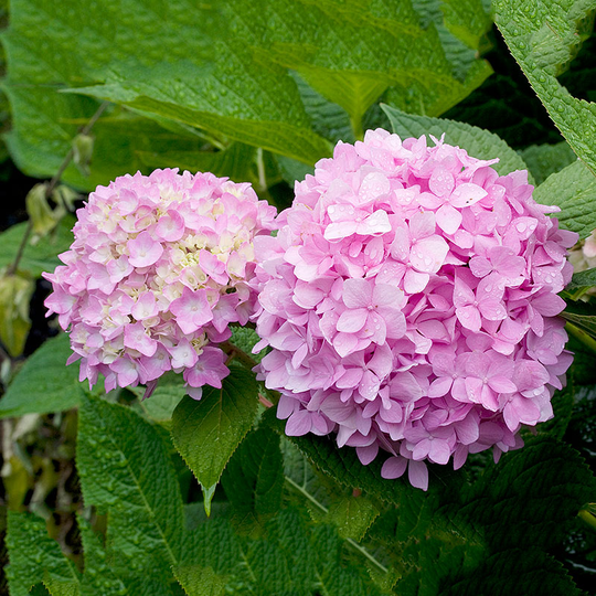 Hortensia 'Endless Summer'
