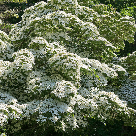 Koreansk blomsterkornell