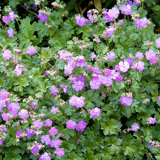 Liten Flocknäva 'Karmina', 15-pack