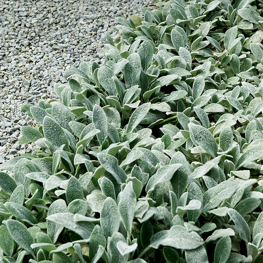 Lammöra 'Silver Carpet', 15-pack