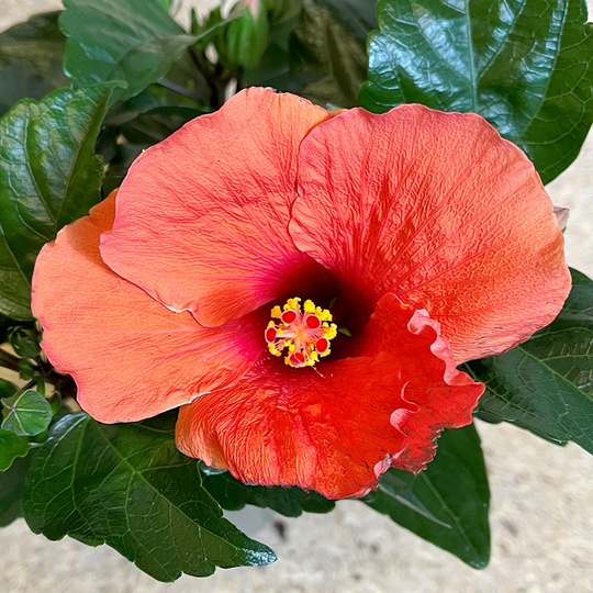 Hibiskus 'Adonicus Orange'