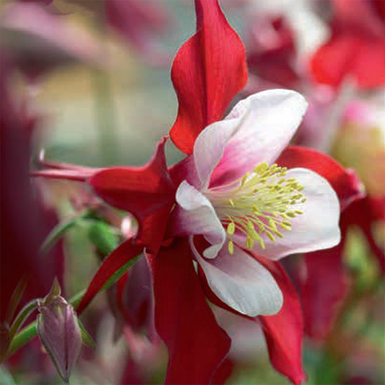 Akleja 'Swan Red and White'