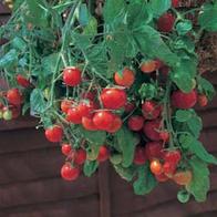 Tomat 'Tumbling Tom Red'