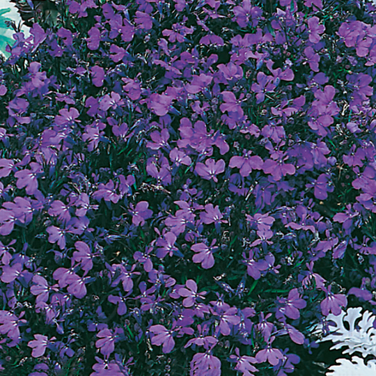 Hänglobelia 'Crystal Palace'