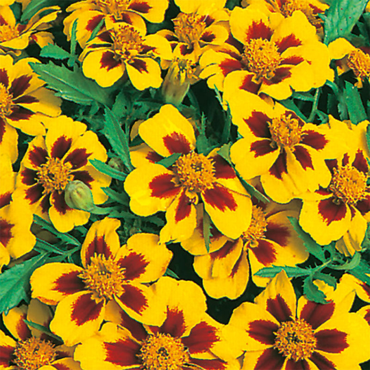 Sammetstagetes 'Naughty Marietta'