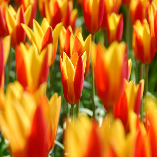Näckrostulpan ’Giuseppe Verdi’