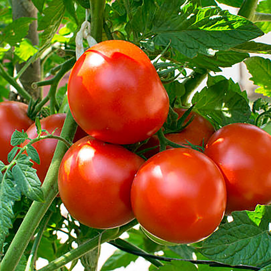 Tomatplanta Tomat 'Brooklyn'