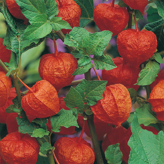 Judekörs CHINESE LANTERNS Physalis