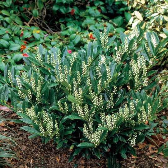 Garden Green Lagerhägg @Plant Prunus laurocerasus Otto Luyken, 3 Pack
