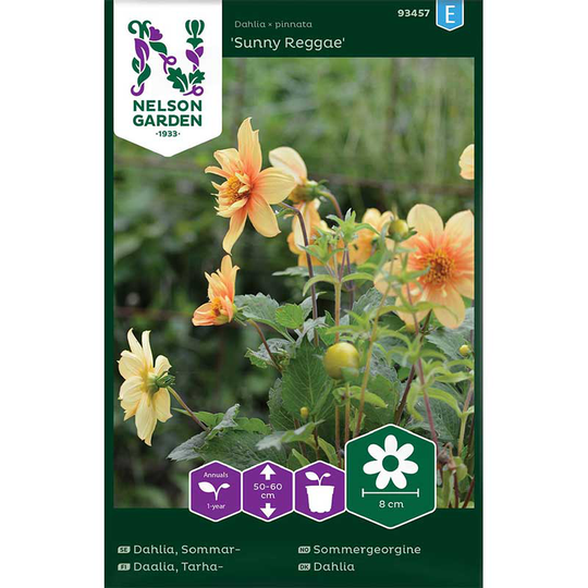 Sommardahlia 'Sunny Reggae'