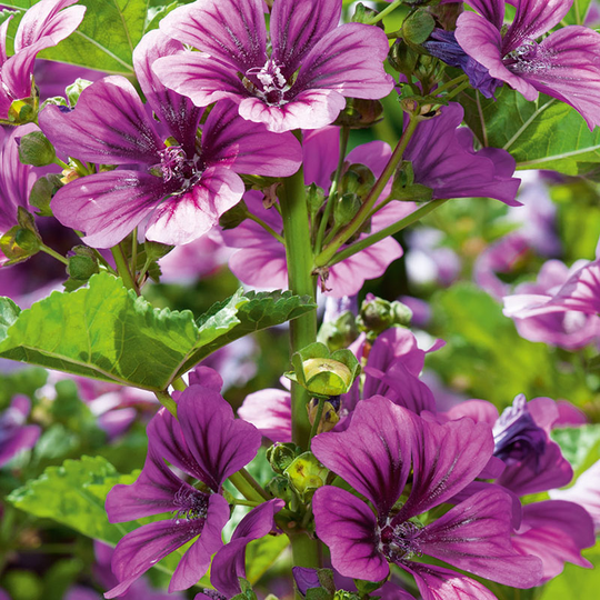 Rödmalva 'Zebrina'
