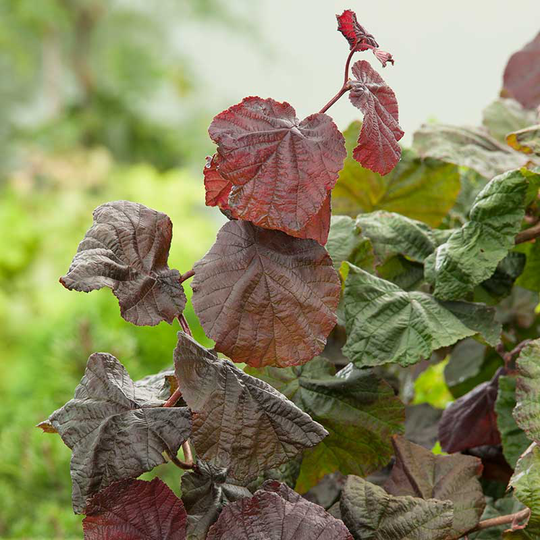 Rödbladig ormhassel 'Red Majestic'