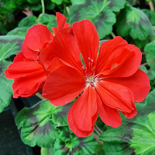 Zonalpelargon 'Alexander J Hagemo'