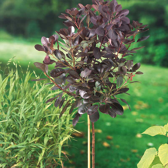 Rödbladig perukbuske 'Royal Purple'