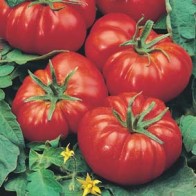 Tomat 'Marmande'