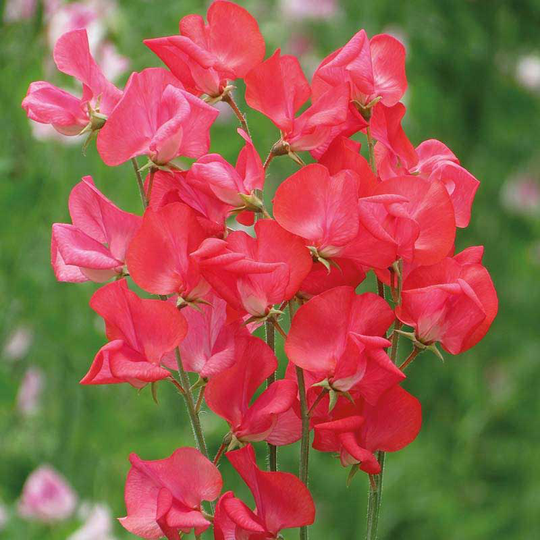 Luktärt 'Nightingale'