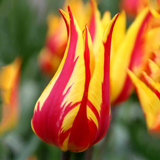 Liljetulpan ’Firework’