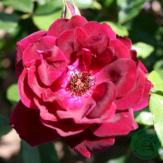 Ros 'Burgundy Ice'