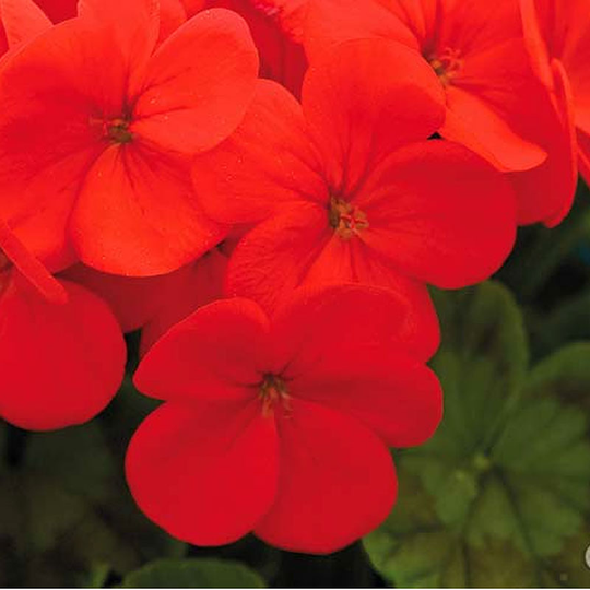 Pelargon Lustre Scarlet, Red