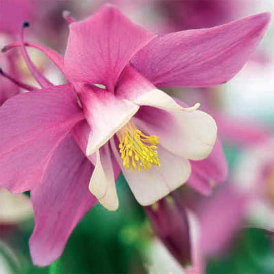 Akleja 'Rose Ivory'