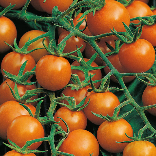 Tomat 'Sungold' F1