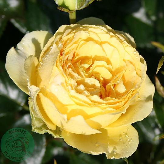 Ros 'Marselisborg'