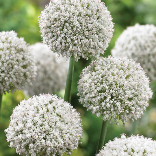 Allium ’Ping Pong’
