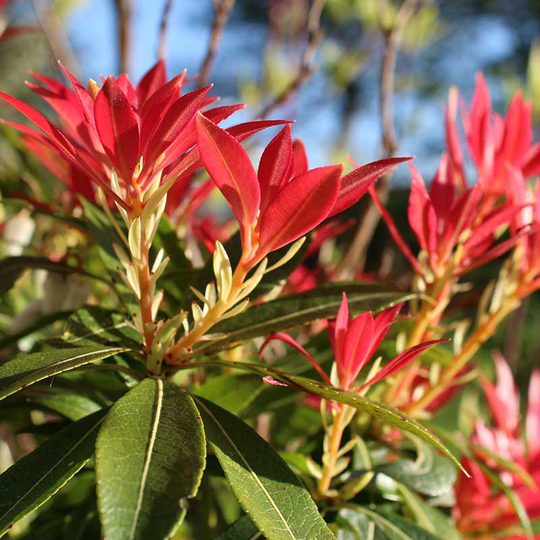 Eldröd buskrosling 'Forest Flame', 1-pack