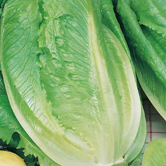 Bindsallat 'Romaine Ballon'