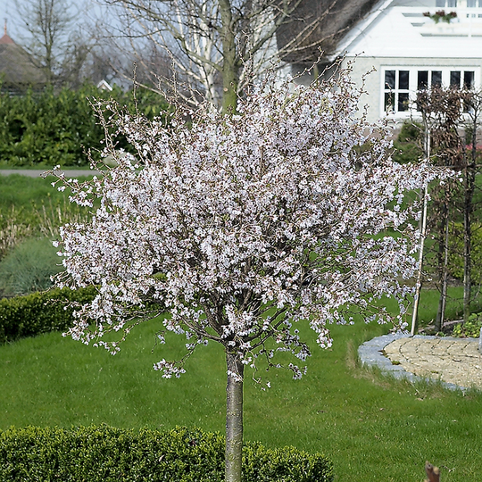 Dvärgkörsbär 'Kojou-no-mai'