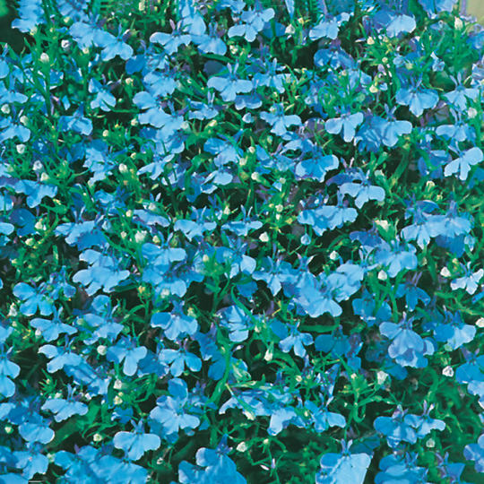 Hänglobelia 'Cambridge Blue'