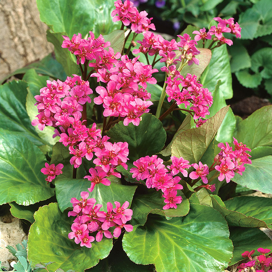 Hjärtbergenia 'Rotblum', 15-pack