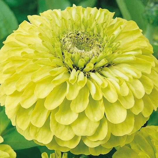 Zinnia, Envy