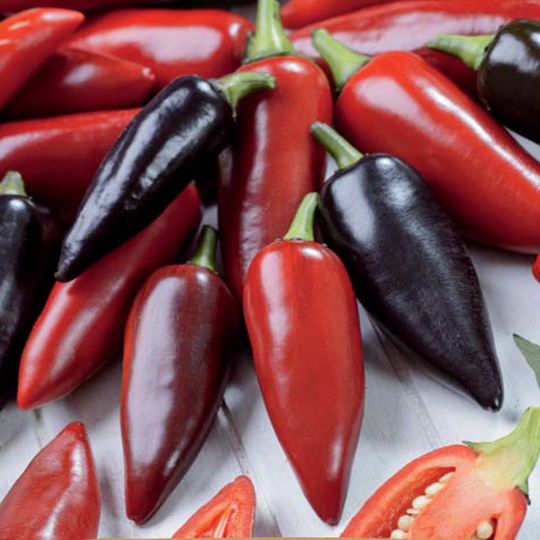 Chilipeppar ’Pot Black’