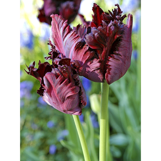 Papagojtulpan 'Black Parrot'