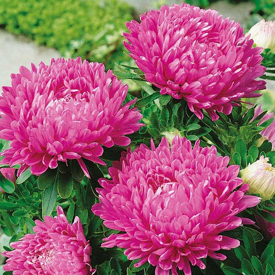 Aster Colour Carpet, double pink